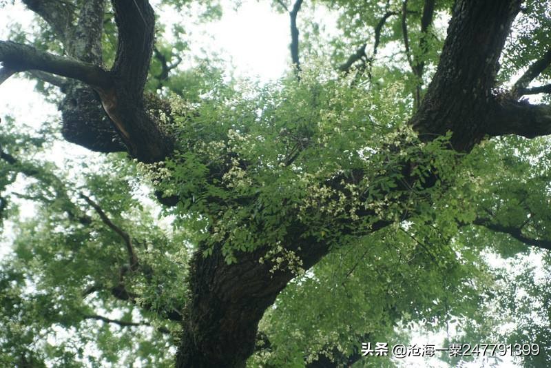 太平广记选原文及翻译,太平广记包含什么故事