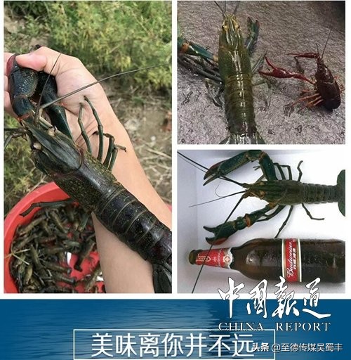 渝北澳洲淡水龙虾,上海澳洲淡水龙虾