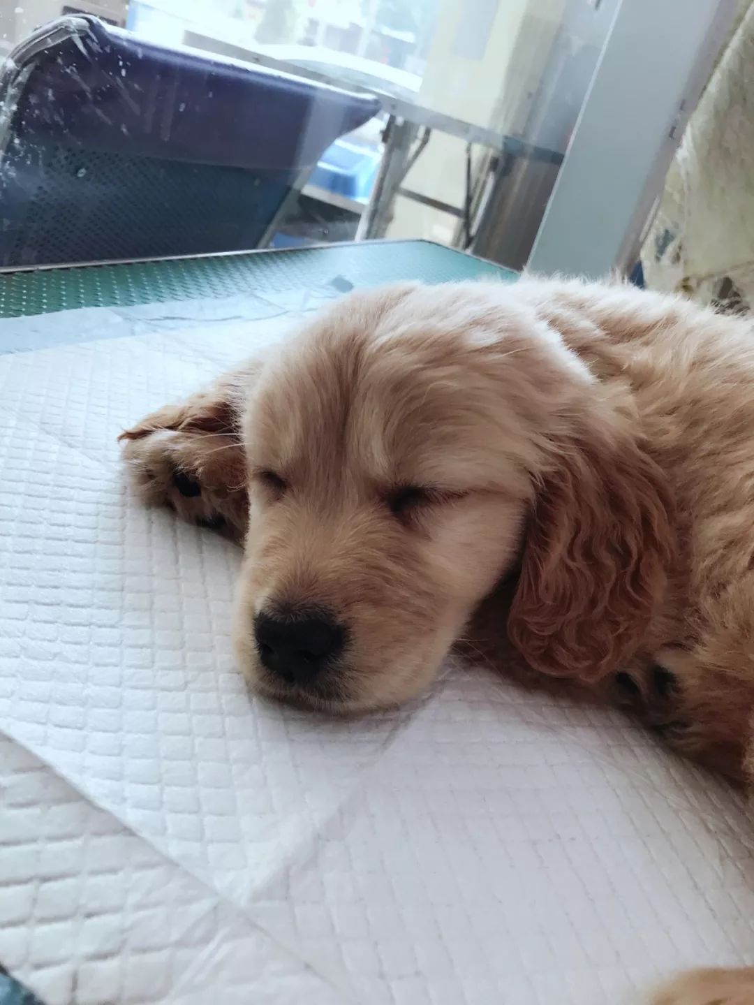 我家狗狗病了总是哼唧个不停,我家狗狗病了大口出气