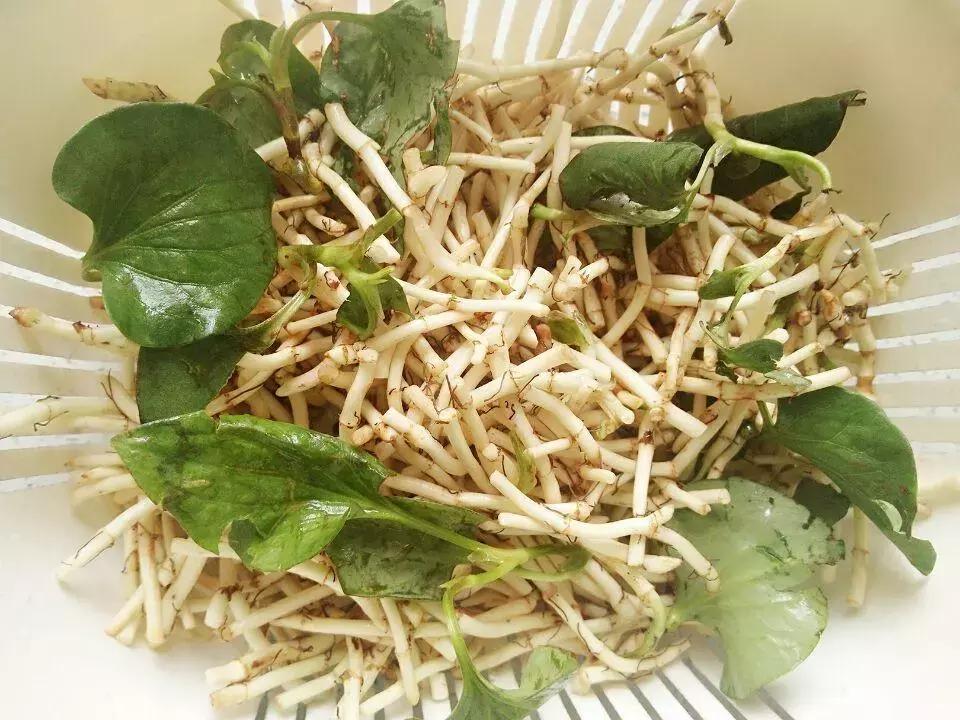 贵州美食折耳根味道,贵州折耳根麻辣味好吃还是烤肉味