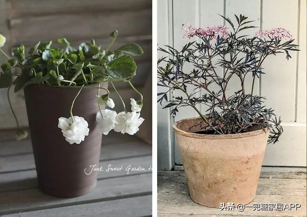 开花植物店铺推荐,适合店铺开花植物