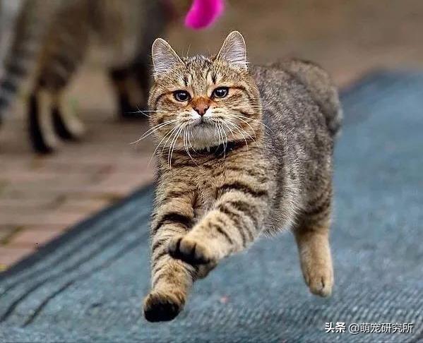 田园猫被抛弃会有什么后果,为什么越来越多人喜欢田园猫