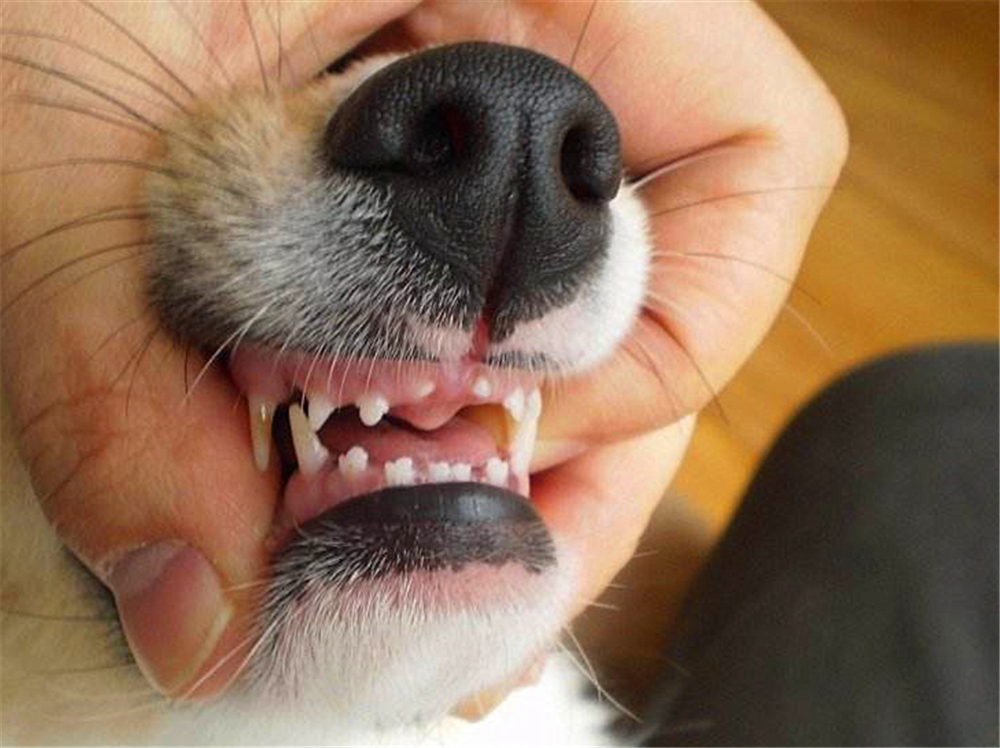 狗狗如何保养牙齿不口臭,狗狗牙齿脏又不让刷牙怎么办