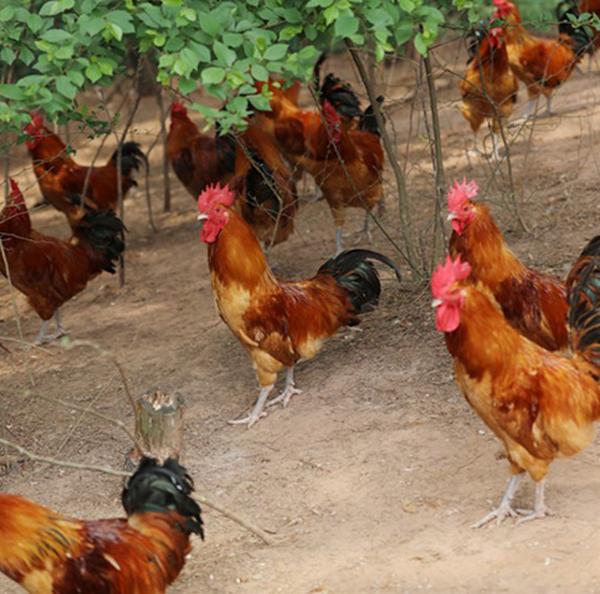 食材分享｜渐渐消失的美味，野味十足的河庄大骨鸡，壮而不肥