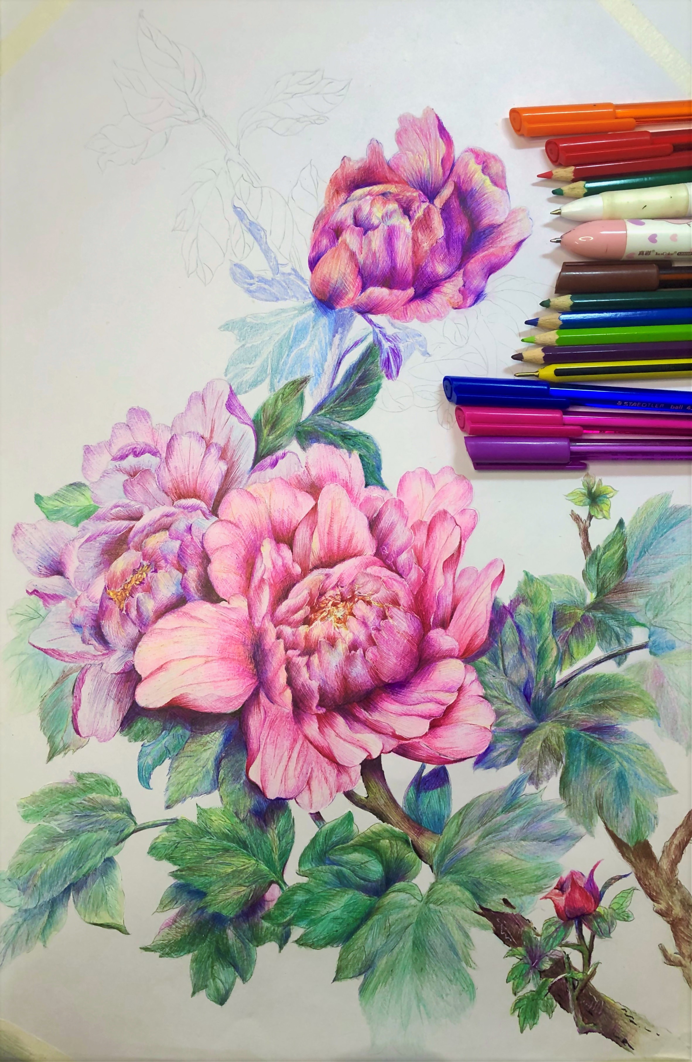 圆珠笔画牡丹教学,圆珠笔画牡丹的画法