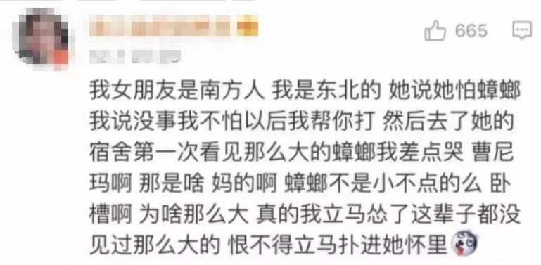 巨型蟑螂南方大蟑螂,广东巨型蟑螂和北方蟑螂对话