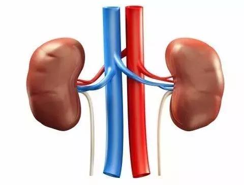 补肾不花一分钱,被忽略的补肾好药便宜又好用