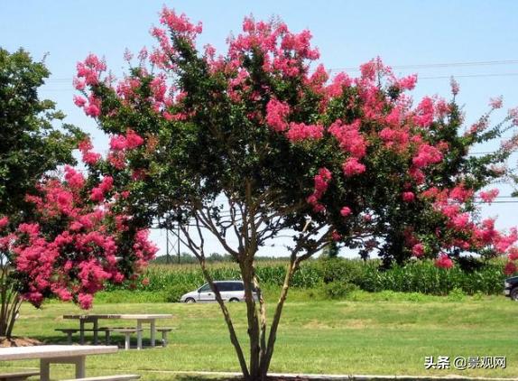 华北常见五种夏秋观花树种,花期很长的观花树种
