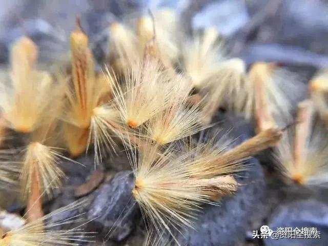 资阳和平路又到了飘“毛毛雨”的时候