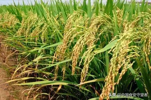 如何区分粳米与大米,香米是籼米还是粳米