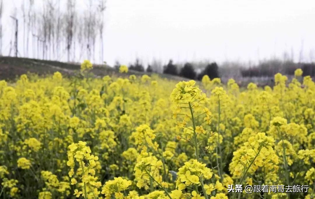 西安附近的公园免费景点推荐,西安公园免费旅游攻略最新