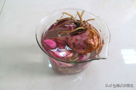 百合的种植方法和最佳时间,宜兴百合种植方法和注意事项