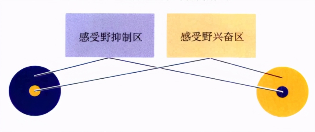 心理学的生物学基础知识,生物心理学知识书籍