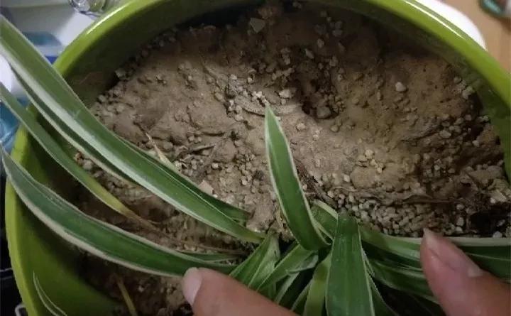 养花技巧土壤板结,养花小技巧土壤变酸变碱