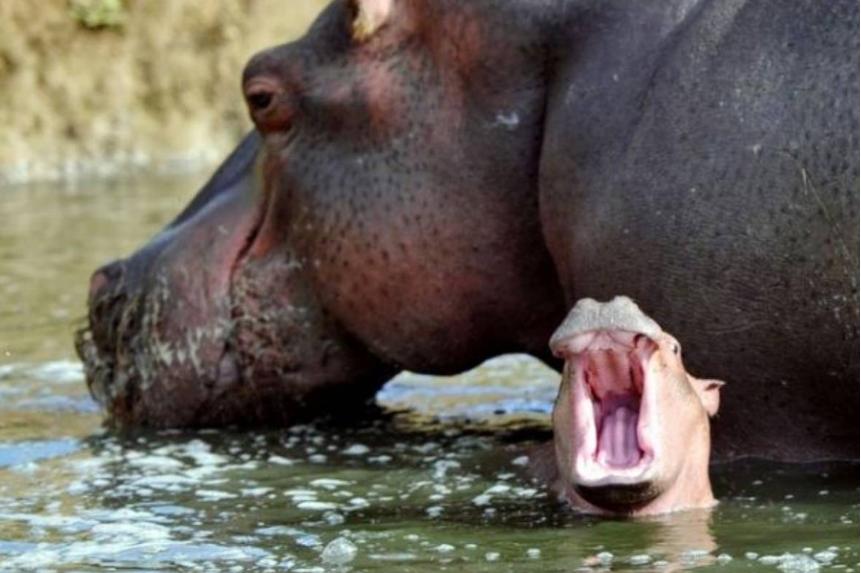 虎毒不食子，为什么仓鼠如此执着于“吃孩子”？原来是有苦衷的