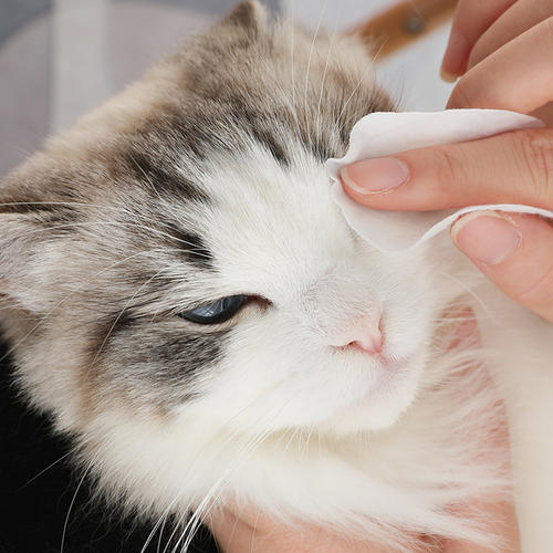 猫咪爱流眼泪是感动吗？可能是病了！猫咪常流泪该怎么护理？