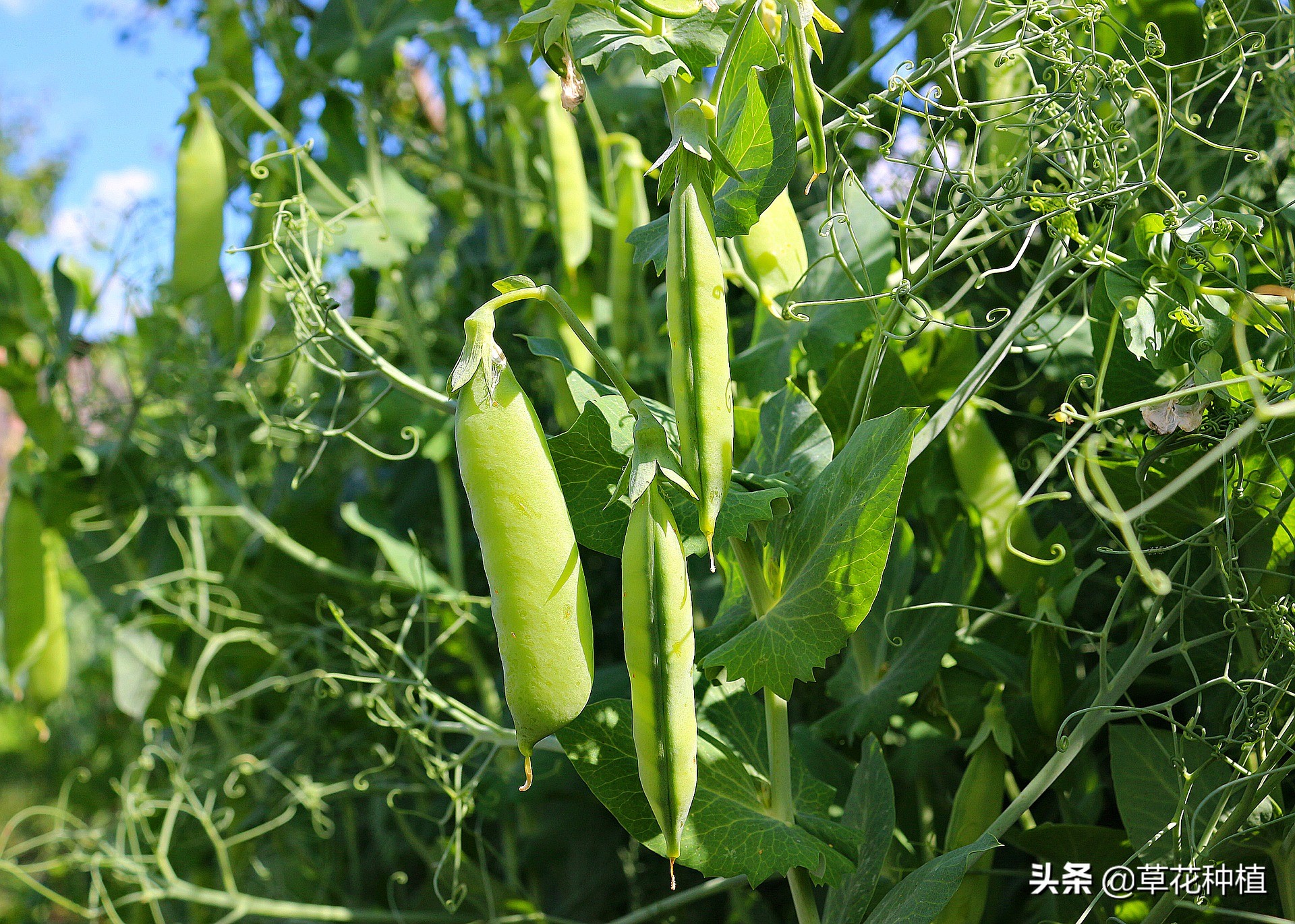 豌豆生长对氮磷钾的要求,野豌豆能对土壤起到固氮作用吗