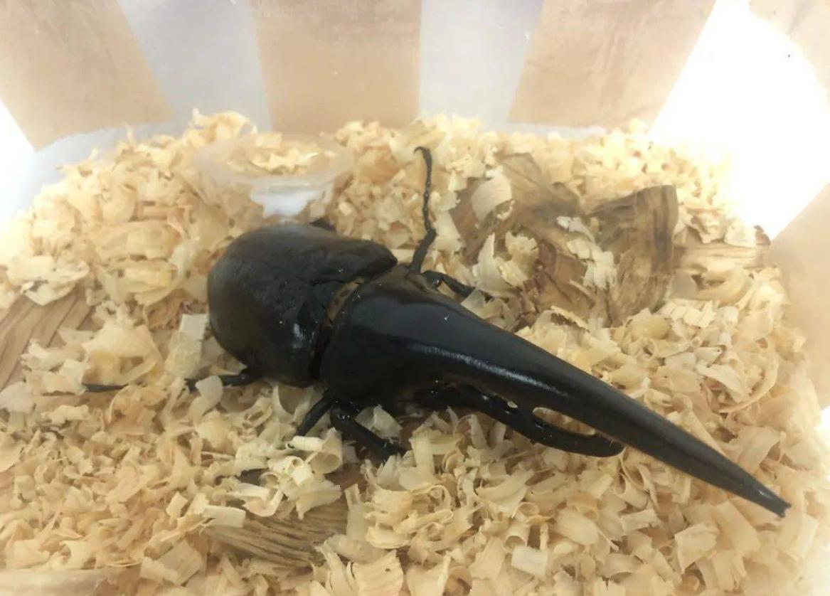 长戟大兜虫为什么淘宝上还能卖,长戟大兜虫中国养违法吗