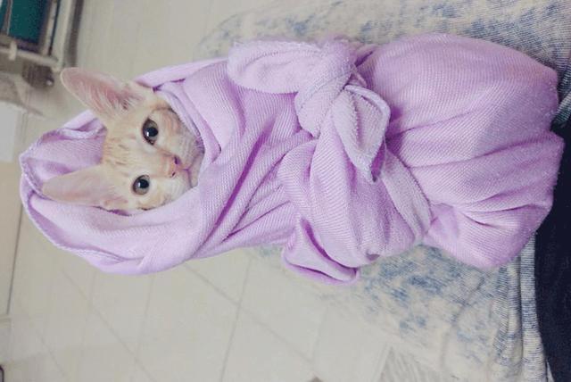 猫生病不吃药怎么喂药,猫咪生病了怎么喂药