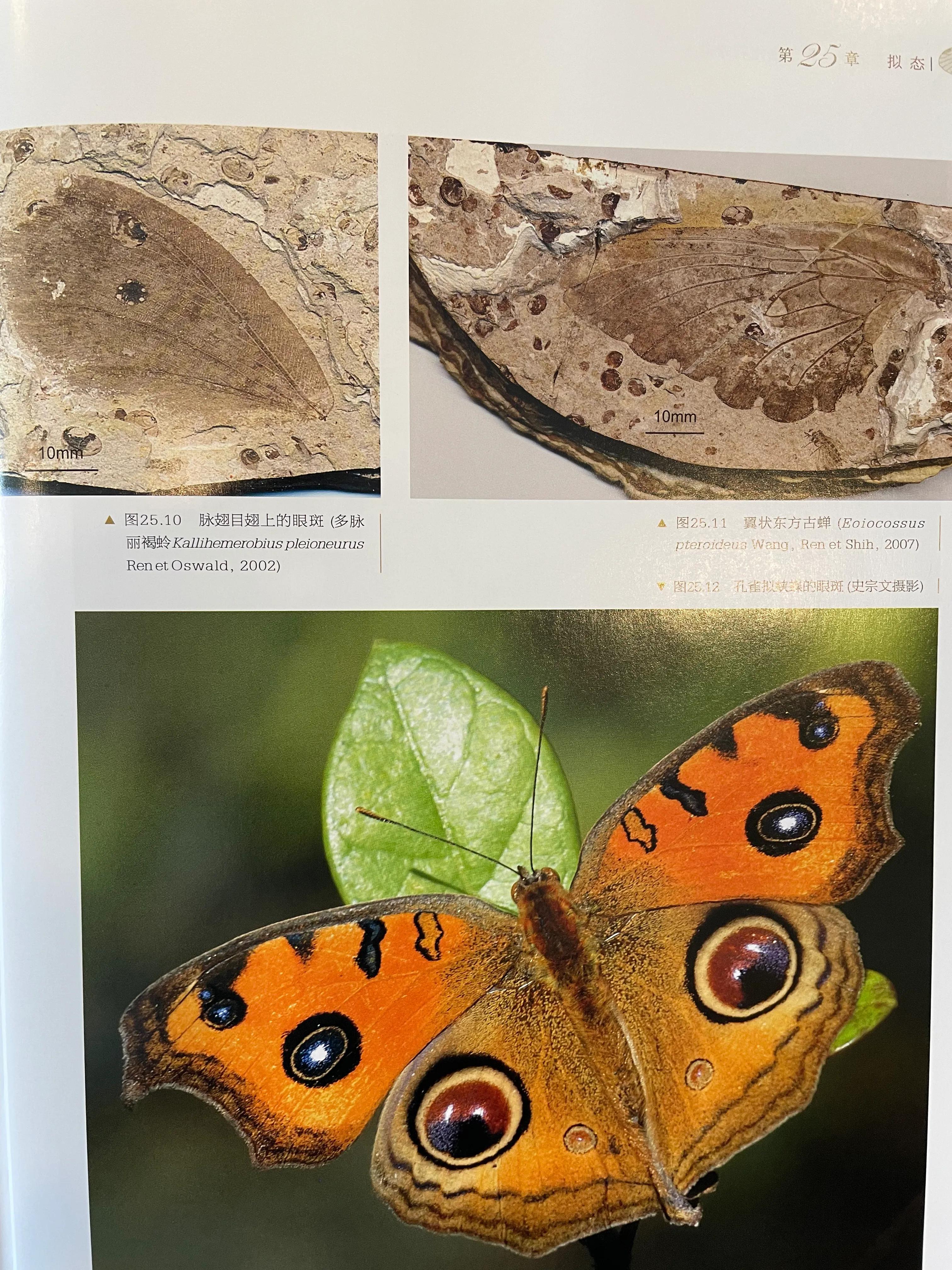 辽西昆虫化石的世界之最(二)