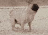 手工清除多年螨虫,根除耳螨最好的方法