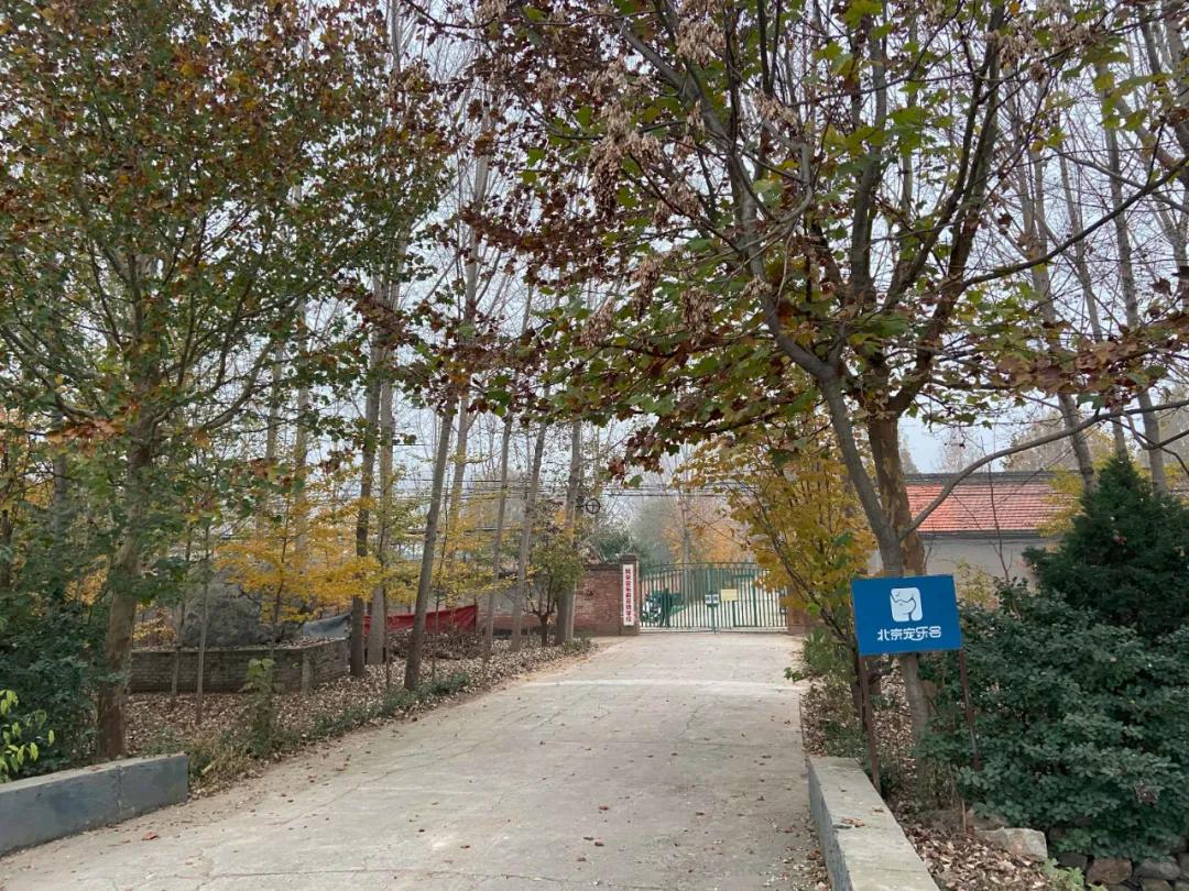 网红柴犬登登被拍卖的方式曝光,柴犬登登被拍卖了吗