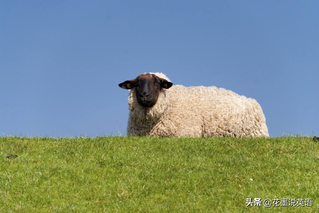 Sheep是羊，为什么“youreasheep”就不是“你是一只羊”？