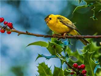 有大三口绝活的黄雀，还有段搞笑的趣史：黄雀的饲养和你想的不同
