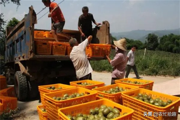 口碑不要了？8月才成熟，提前一个月就采摘，果子放到坏也不熟