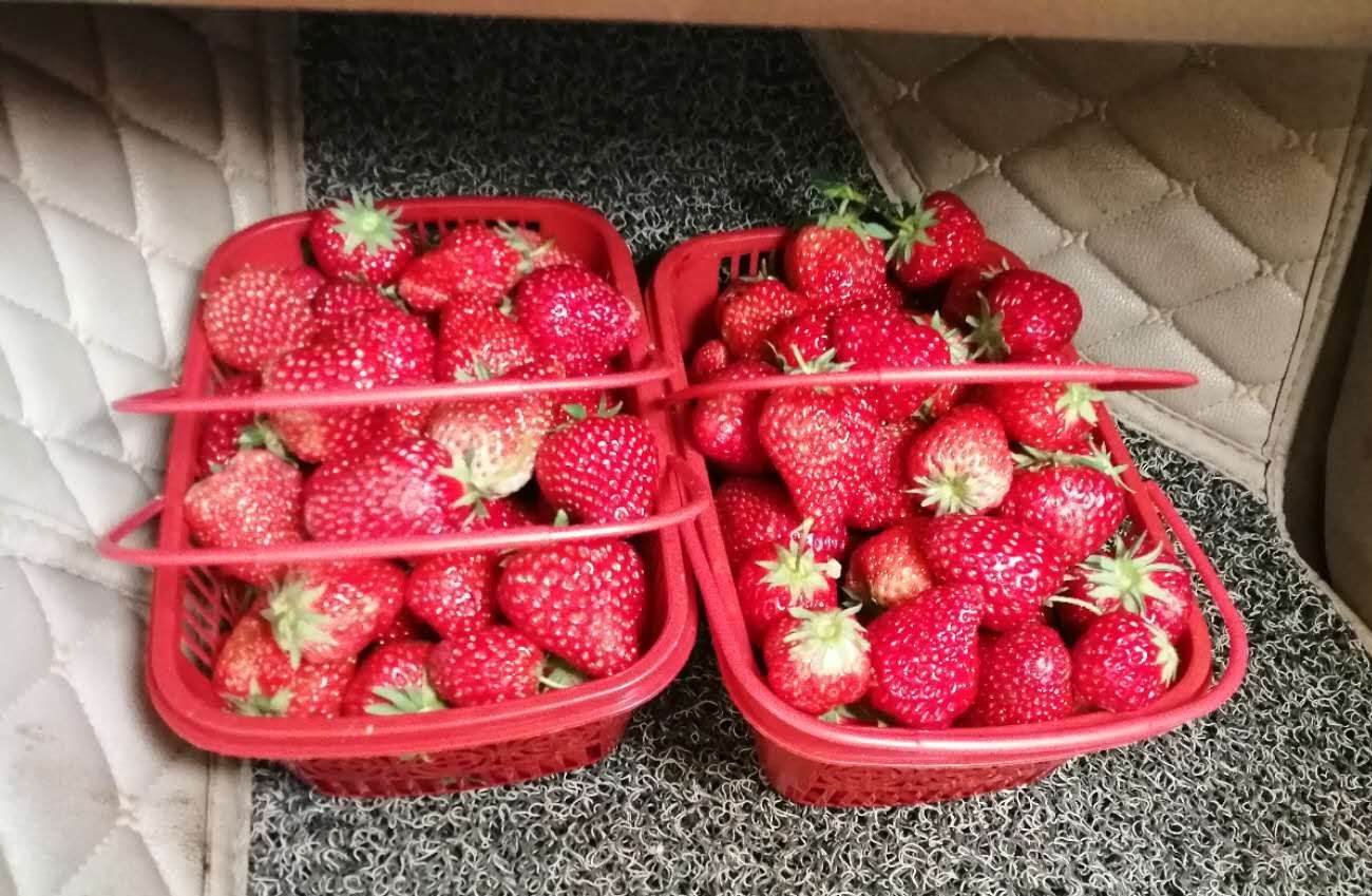 长沙附近摘草莓的地方在哪里,长沙开福区周边摘草莓的地方