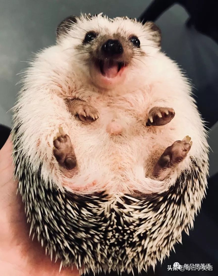 别总是云吸猫了，换一波小刺猬试试~