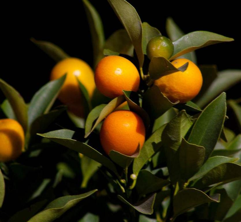 金桔移栽后落花落果但叶子不落,脆蜜金桔落花落果是怎么回事呢