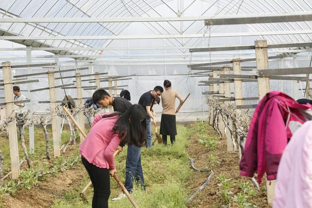 阳台葡萄种植技术书,阳台巨峰葡萄种植注意事项