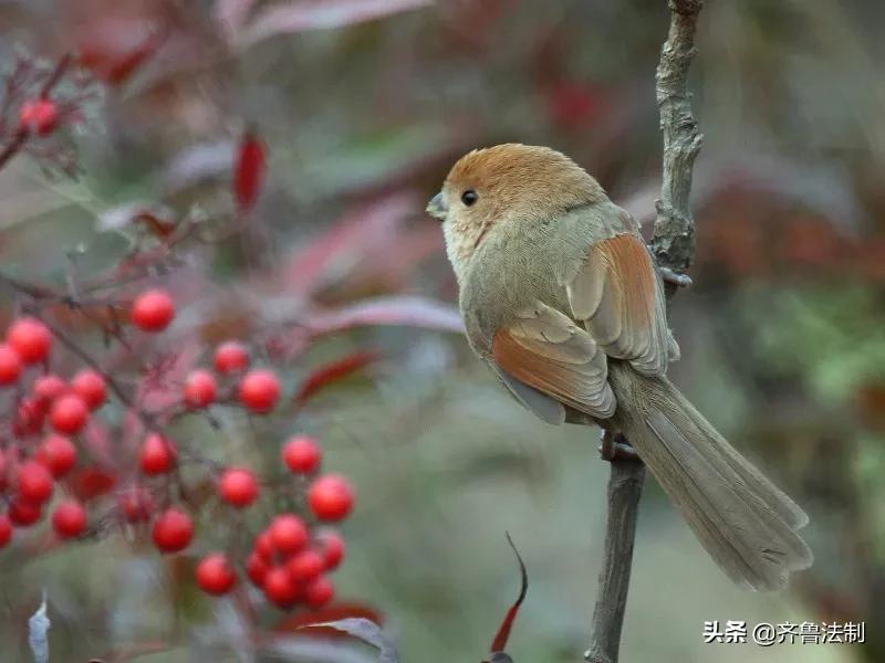 爱它，就请放过它青岛检察院就一起非法狩猎野生鸟类案提起诉讼