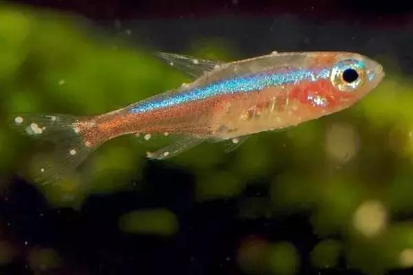 金鱼白点病的小瓜虫是哪里来的,观赏鱼用小瓜虫白点病特效药