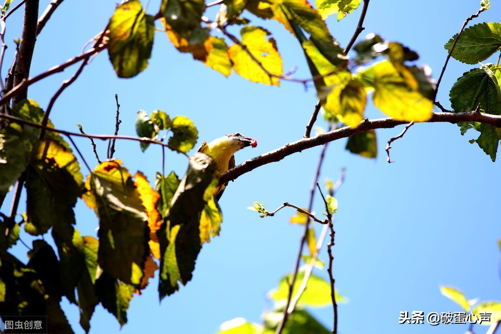 螳螂捕蝉黄雀在后黄雀后面是什么,螳螂捕蝉黄雀在后的黄雀是什么鸟
