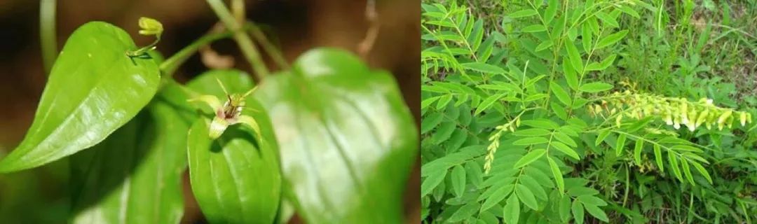 秋冬天，用中草药做个神器，螨虫与霉菌不会客气了