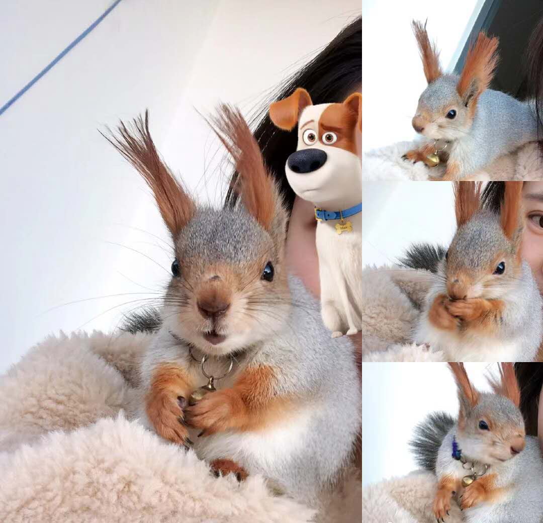 雪地松鼠的养殖方法视频,新手适合养什么松鼠