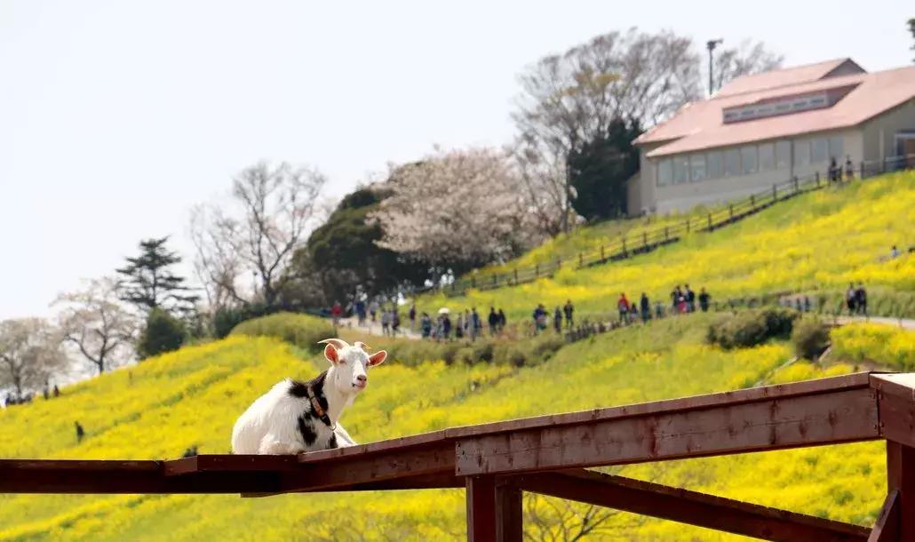 日本顶级农业农场,日本田园农场排行榜