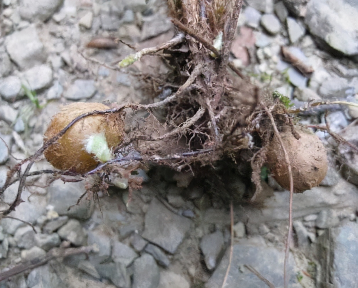 地里长的鸡蛋,地里发现野鸡蛋