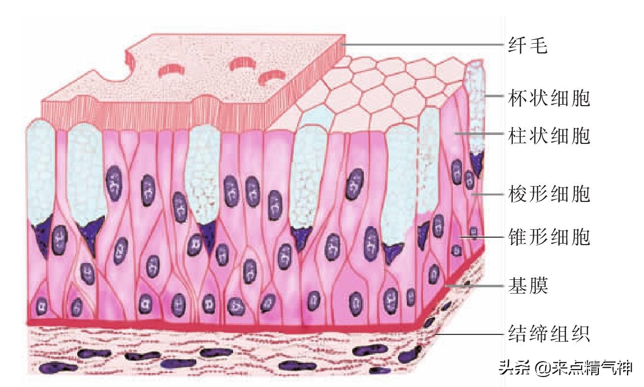 为什么有人吸烟不吸在肺,吸烟导致呼吸道黏膜受损怎么治疗