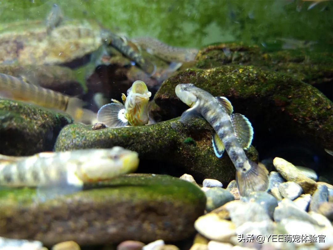 养鱼为何要硝化细菌,养鱼需不需要硝化细菌