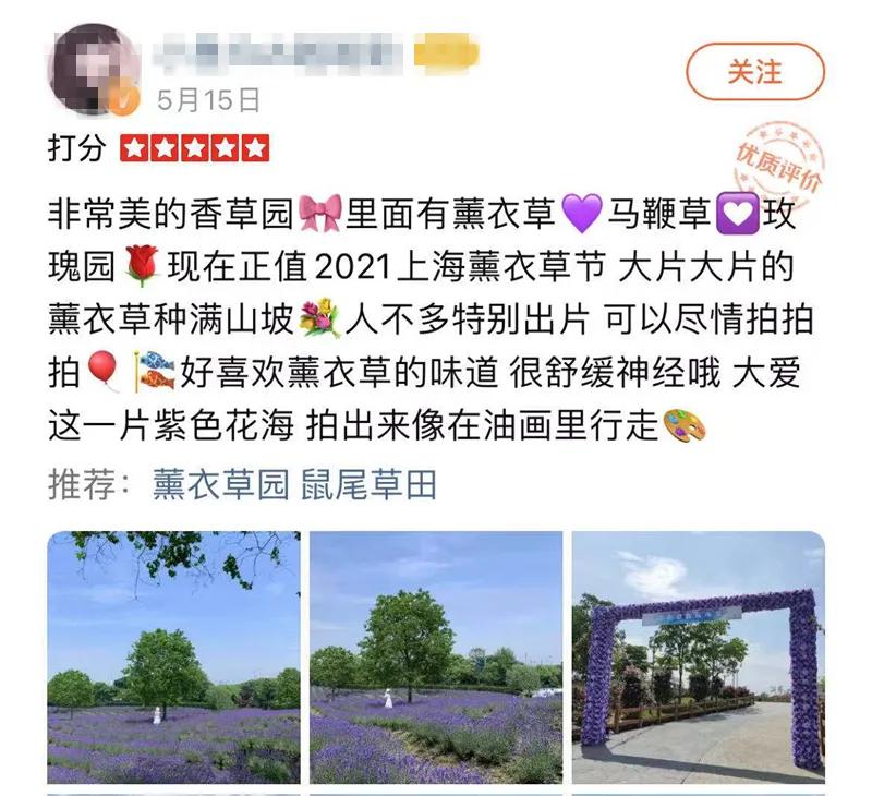 上海最大薰衣草公园,上海薰衣草公园迪士尼