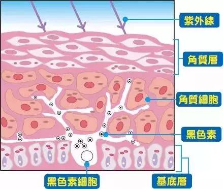 pola水乳测评,pola新款美白水乳