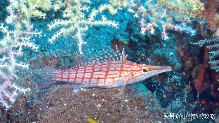 潜水小白必看,潜水圣地三天旅游攻略