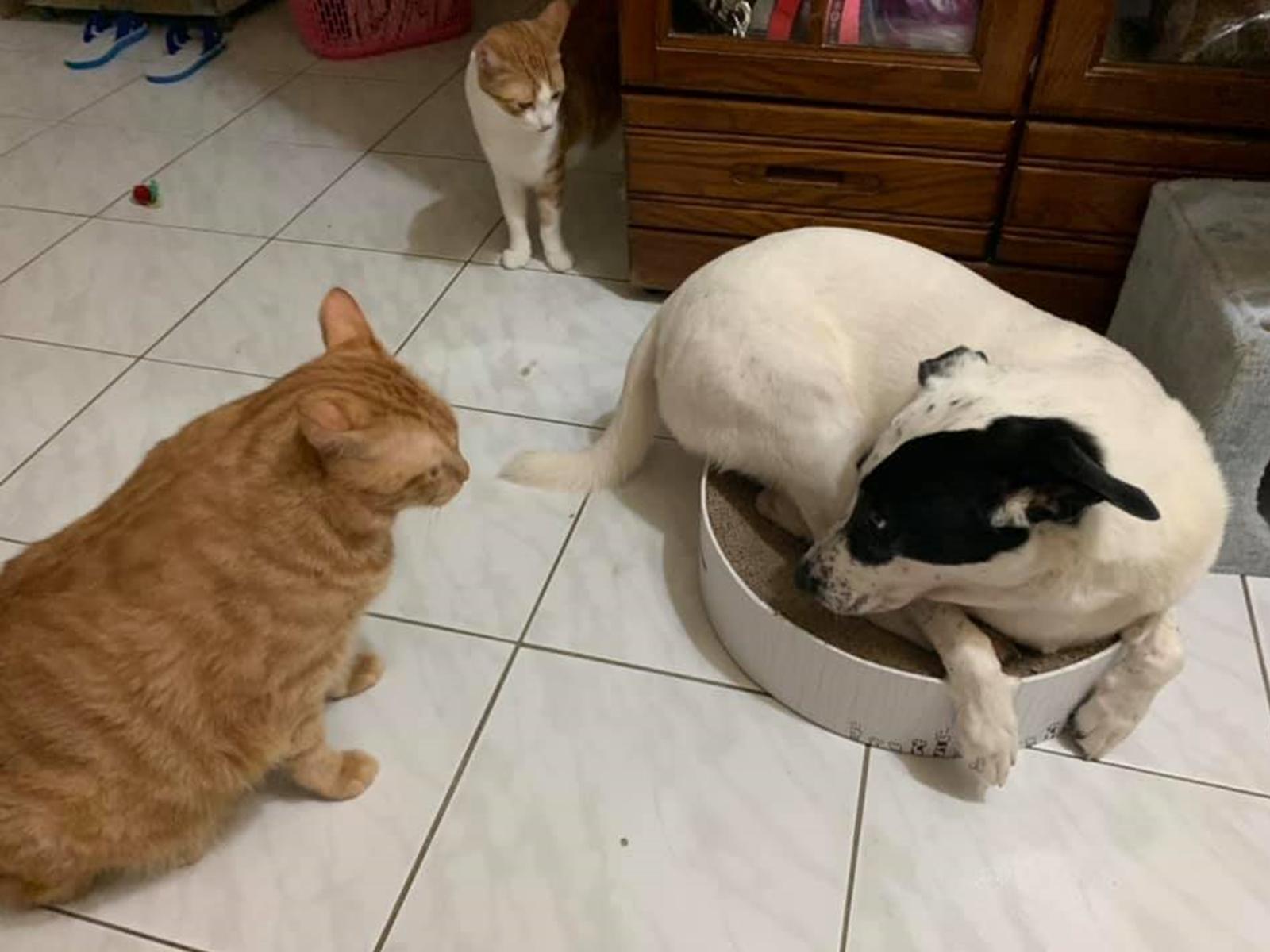 猫咪和狗狗打架出现应激反应,当狗被猫群殴时