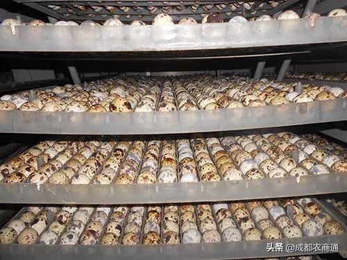 鹌鹑养殖技巧和注意事项,鹌鹑养殖方法视频