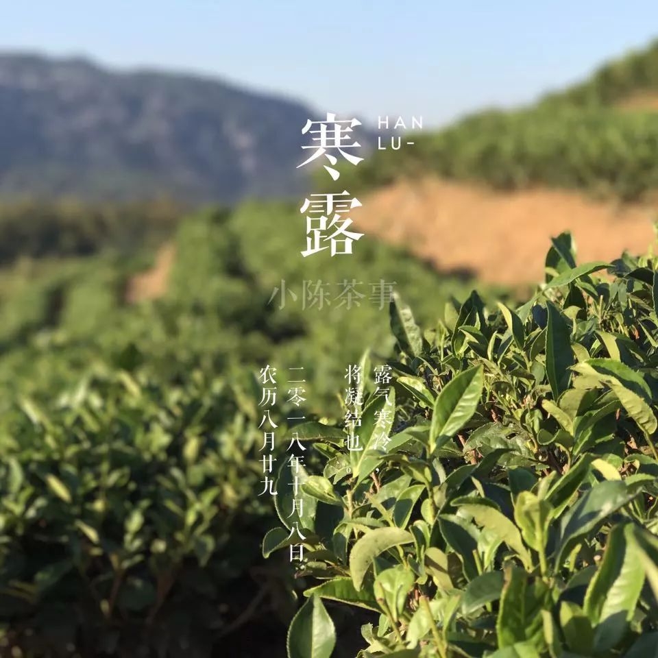 买茶叶怎么确保是新茶 (网上买的新茶能放多久)