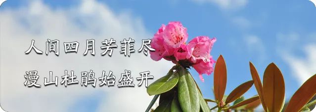 洛阳古城打卡攻略,洛阳老城十字街游玩攻略