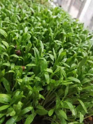 越冬花菜怎么高产,花菜高产栽培技术介绍